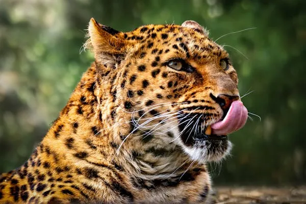 Leopard Licking Nose with Tongue Out and Looking Up Sharply