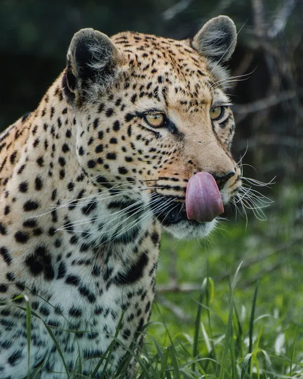 Leopard Licking Nose While Standing in Soft Daylight