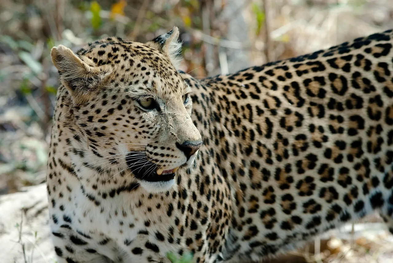 Leopard Looking Back Intensely Wildlife Photography Image