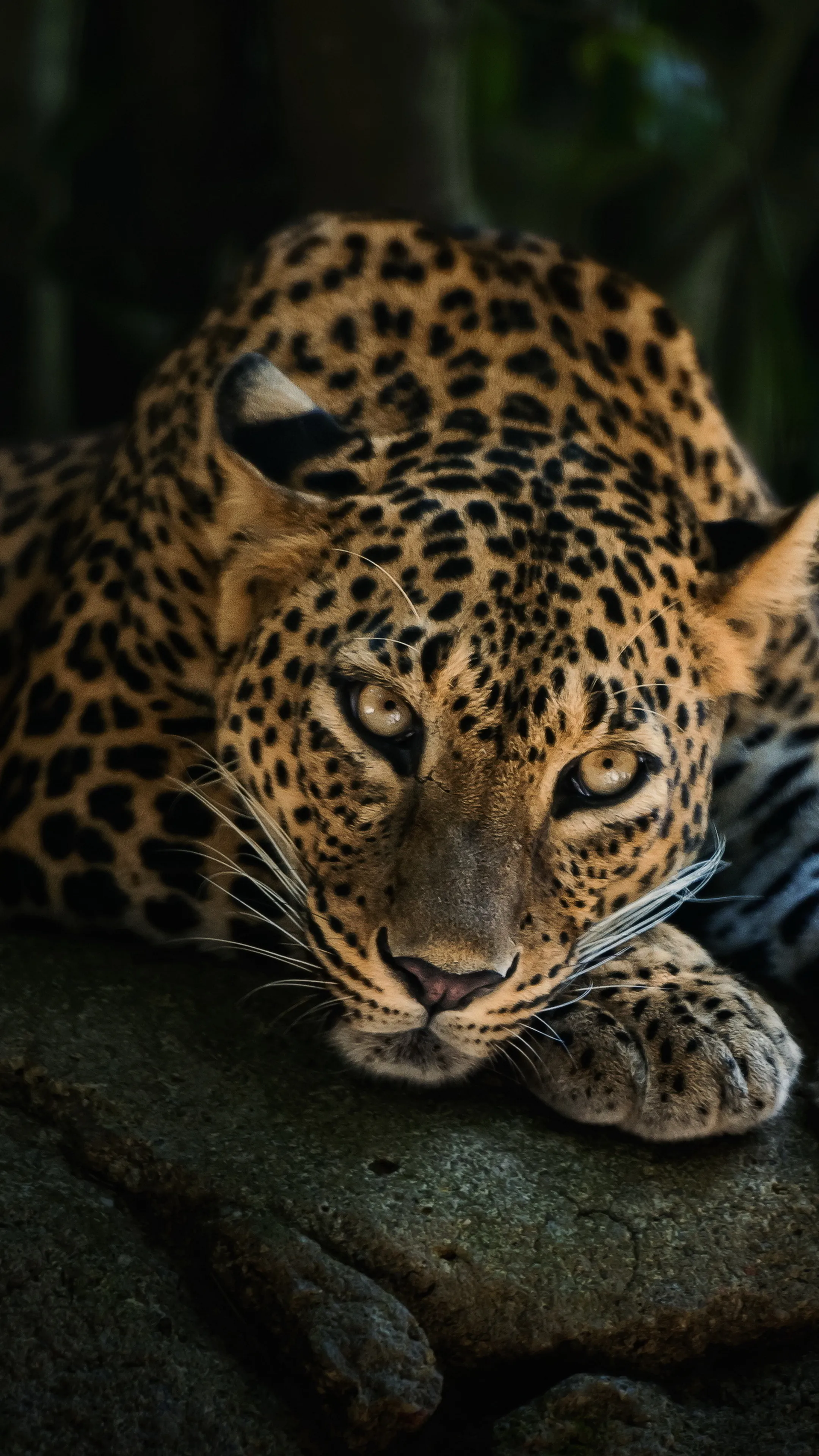 Leopard Looking Deeply Extreme Close View HD Wallpaper