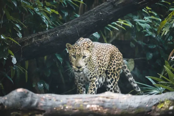 Leopard Looking Intense and Walking Through Thick Jungle