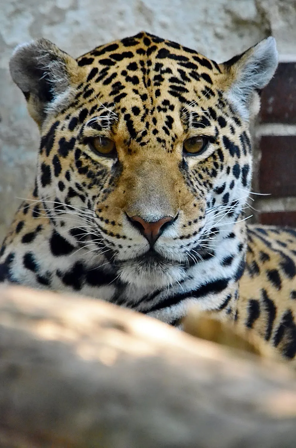 Leopard Looking Intensely Behind the Rock Wildlife Wallpaper