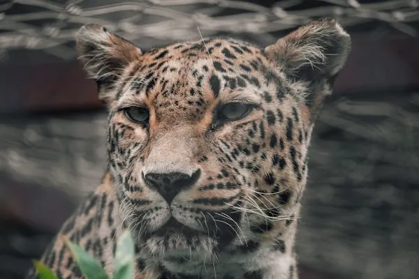 Leopard Looking Intensely Into the Jungle Wild Habitat