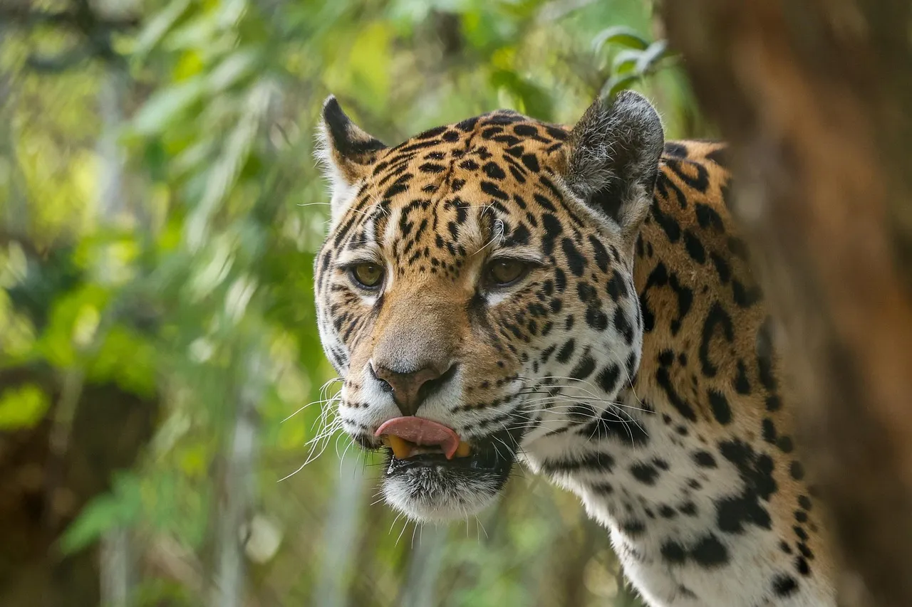 Leopard Looking Sharply Through Green Trees Free Wallpaper
