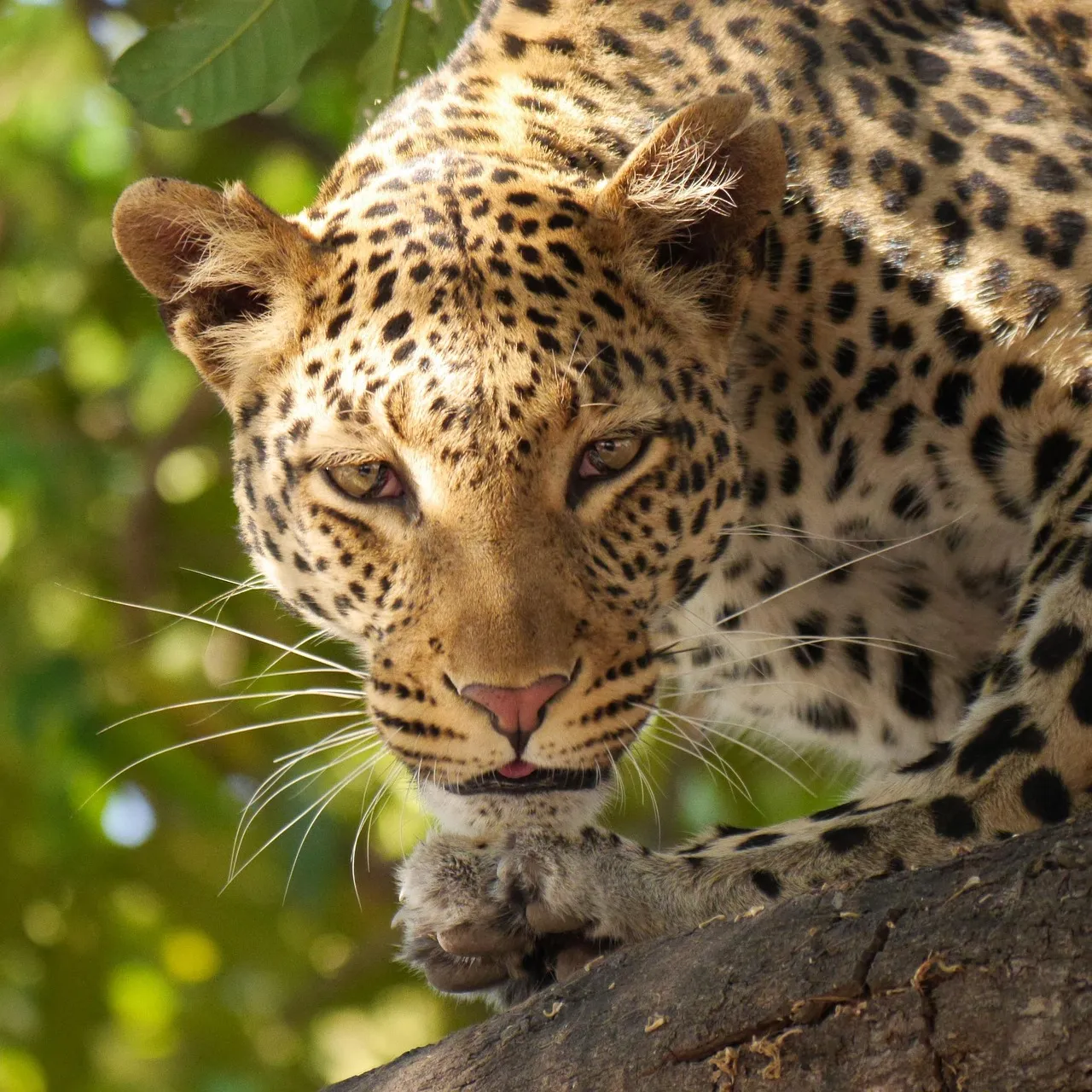 Leopard Looking Straight from the Tree Branch Wallpaper