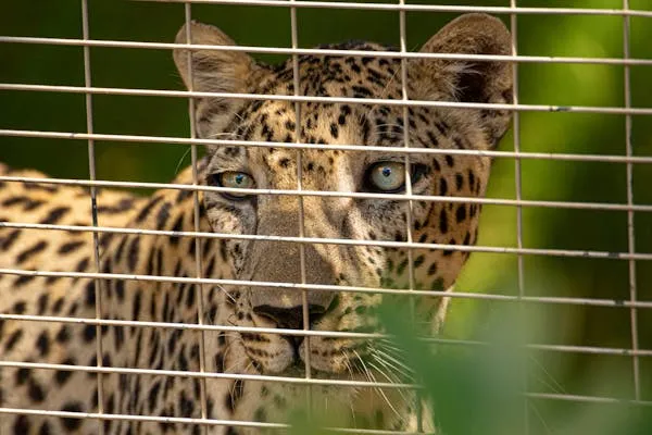 Leopard Looking Through Fence with Focused Eyes HD Wallpaper