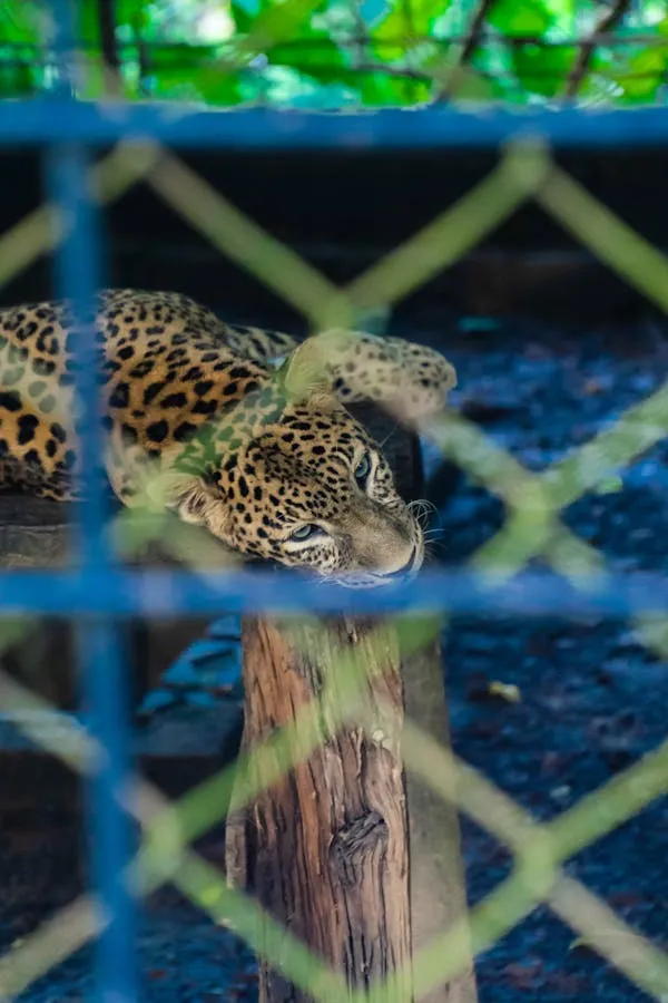 Leopard Looking Through Wire Fence in Zoo Wallpaper