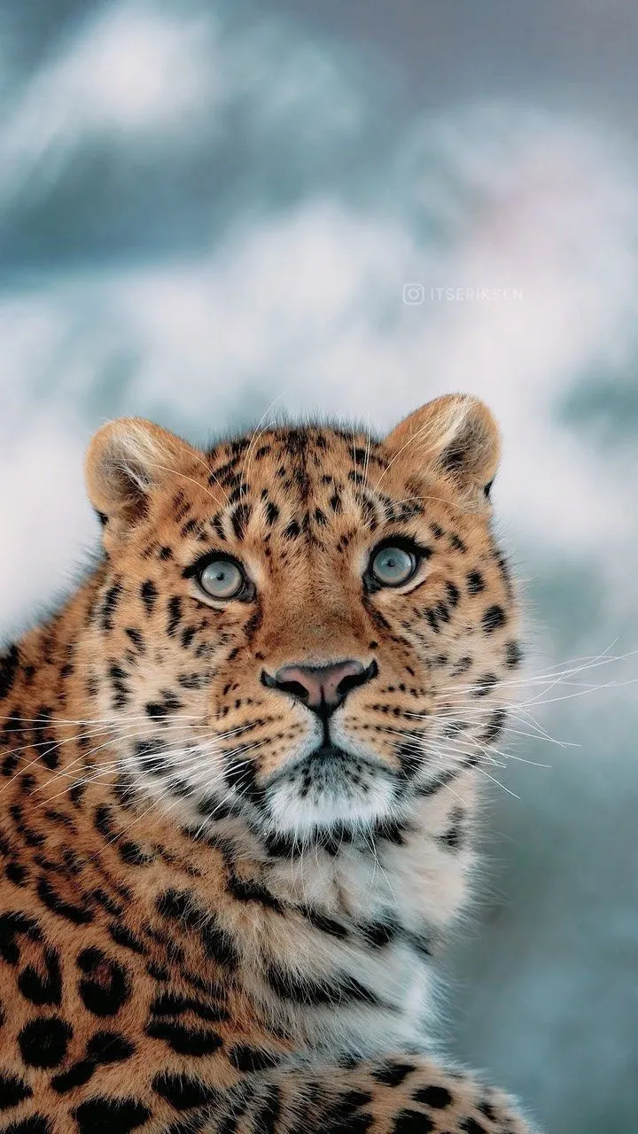 Leopard Looking Up with an Alert Expression Free Wallpaper