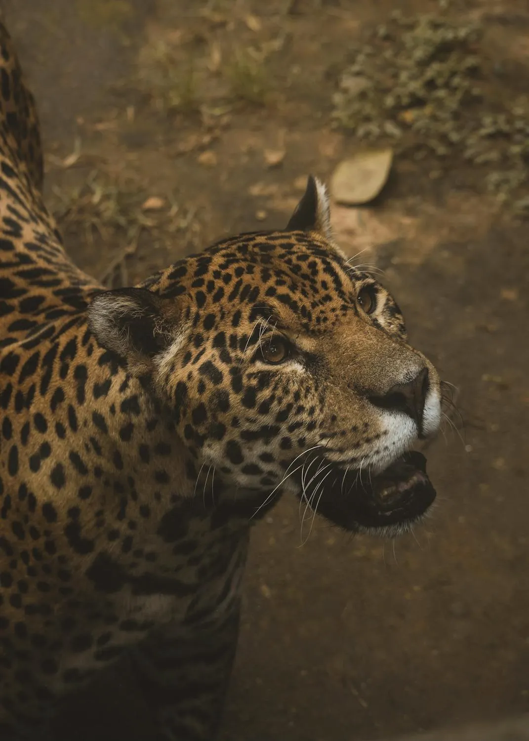 Leopard Looking Upwards from the Forest Floor in Light