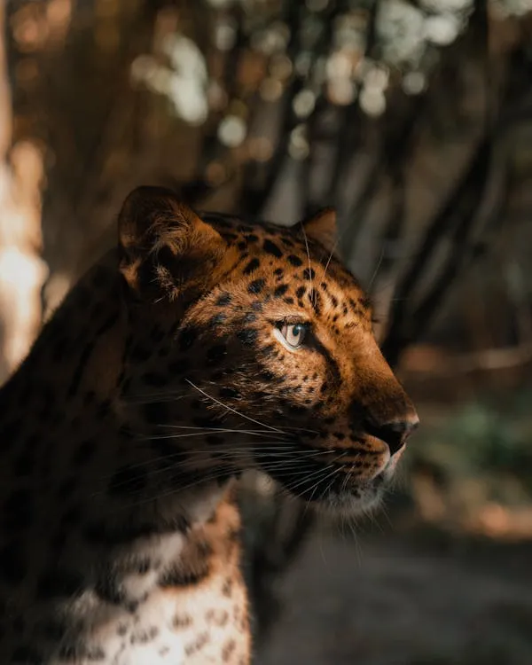 Leopard Looking Warm Sunlight in Forest Shade HD Wallpaper