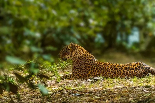 Leopard Lying Calmly on Green Grass in Natural Habitat