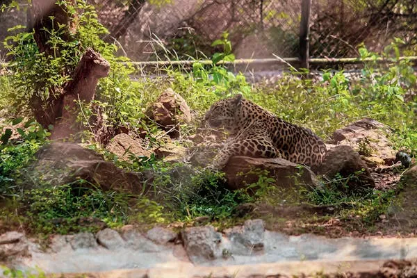 Leopard Lying Calmly on Rock Near the Bush Free Wallpaper