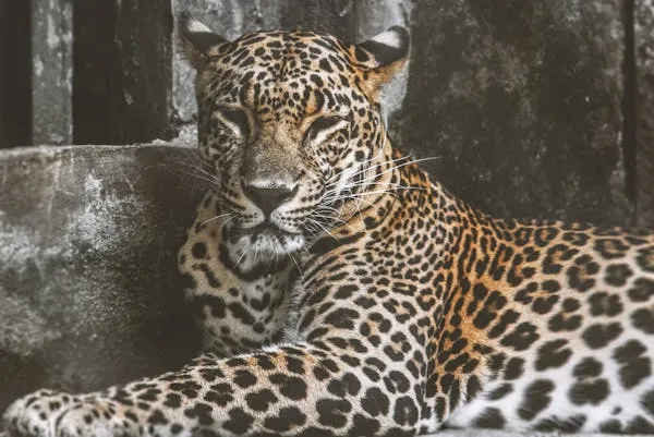 Leopard Lying Down Peacefully Inside Zoo HD Wallpaper
