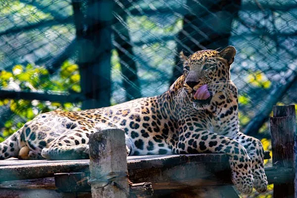 Leopard Lying Down and Showing Tounge Natural Habitat