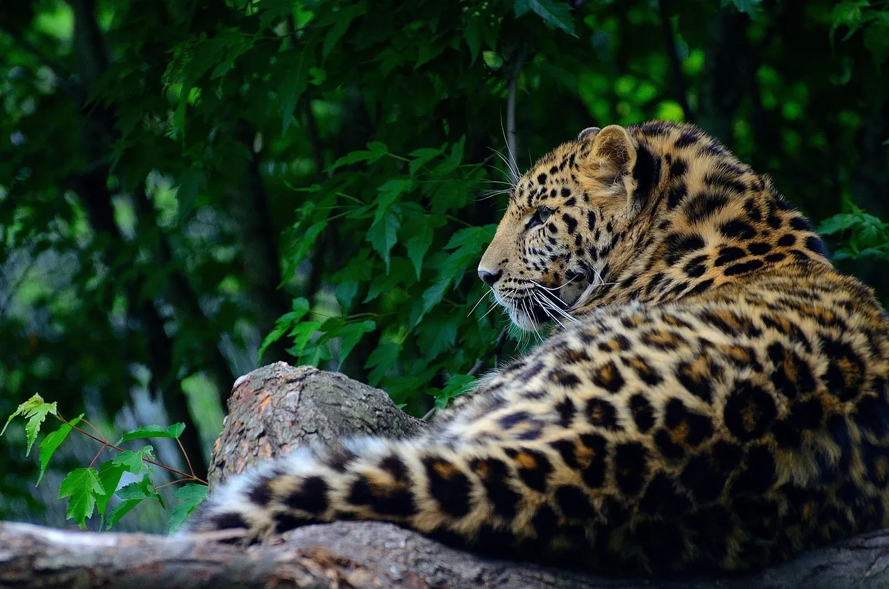 Leopard Lying in the Green Forest Wildlife Photography