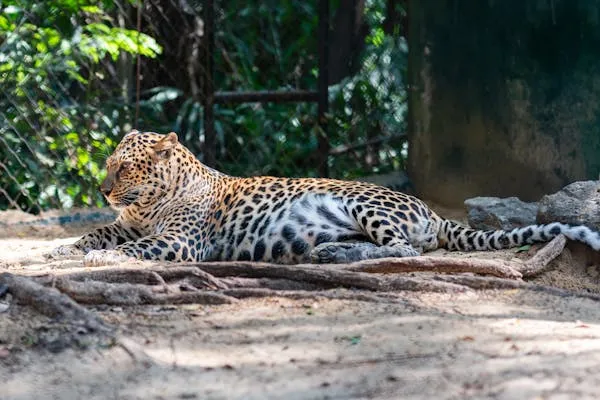 Leopard Lying on the Ground Near Shaded Tree HD Wallpaper