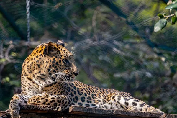Leopard Lying Quietly Among Green Leaves Natural Habitat
