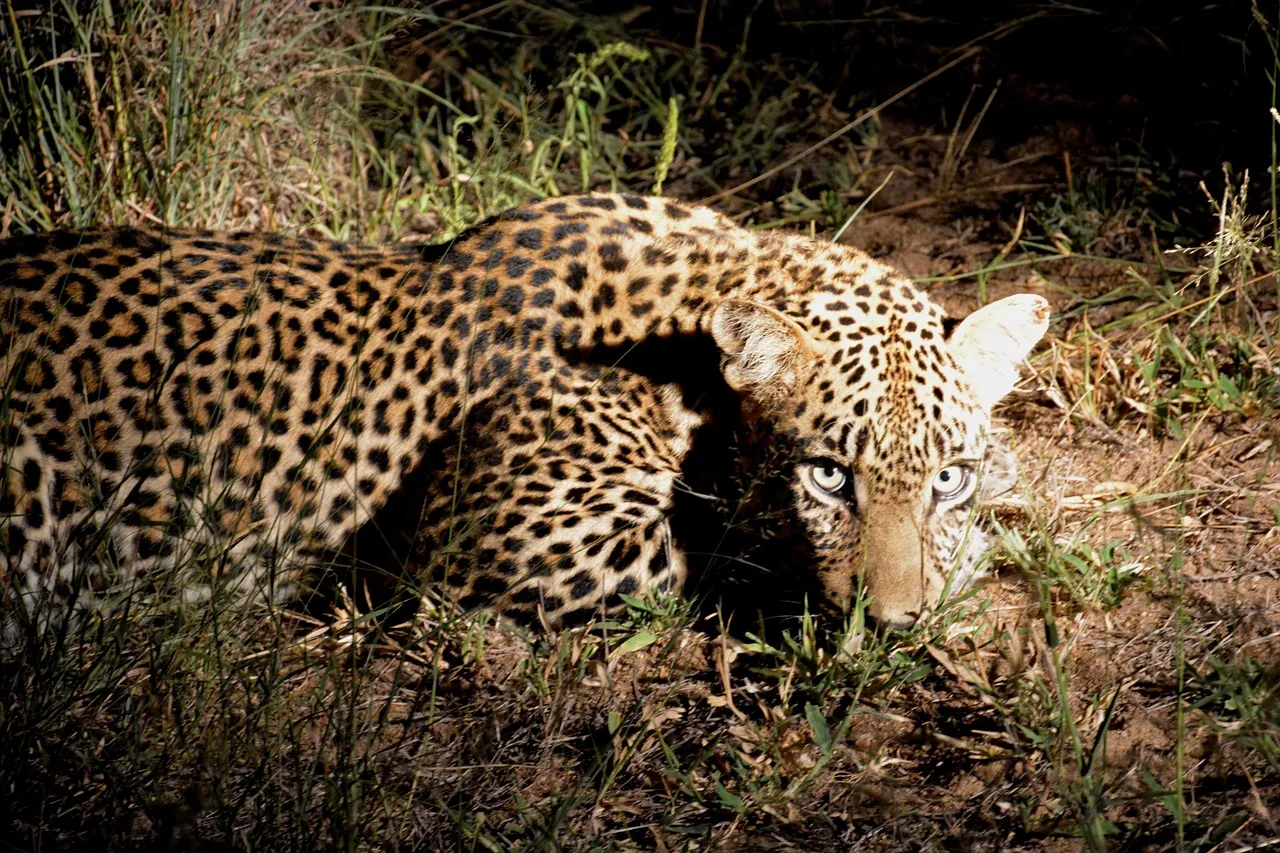 Leopard Lying Quietly in the Grass with an Alert Reaction