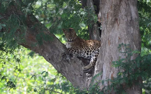 Leopard Lying Relaxed on Thick Tree Branch Free Wallpaper