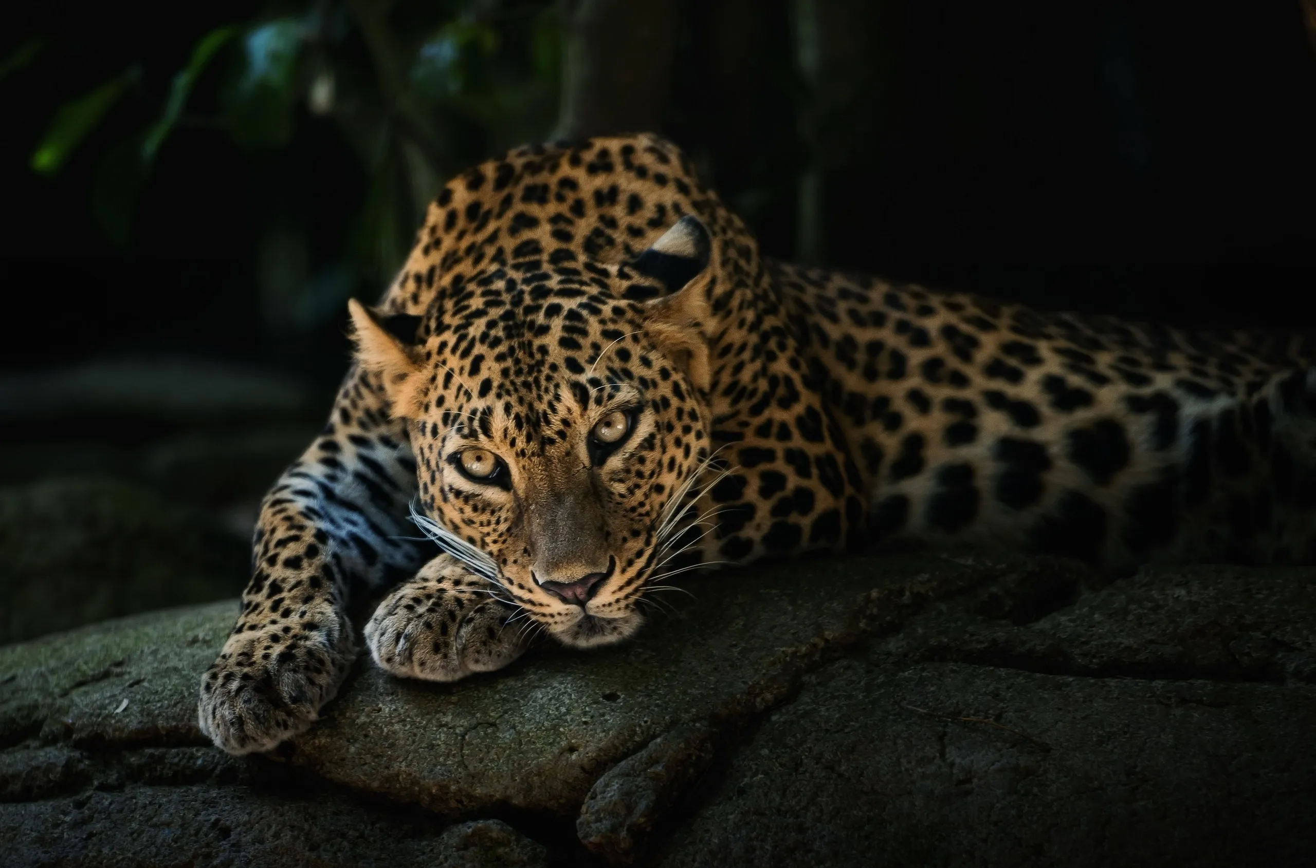 Leopard Lying on the Rock and Looking Intensely Wallpaper