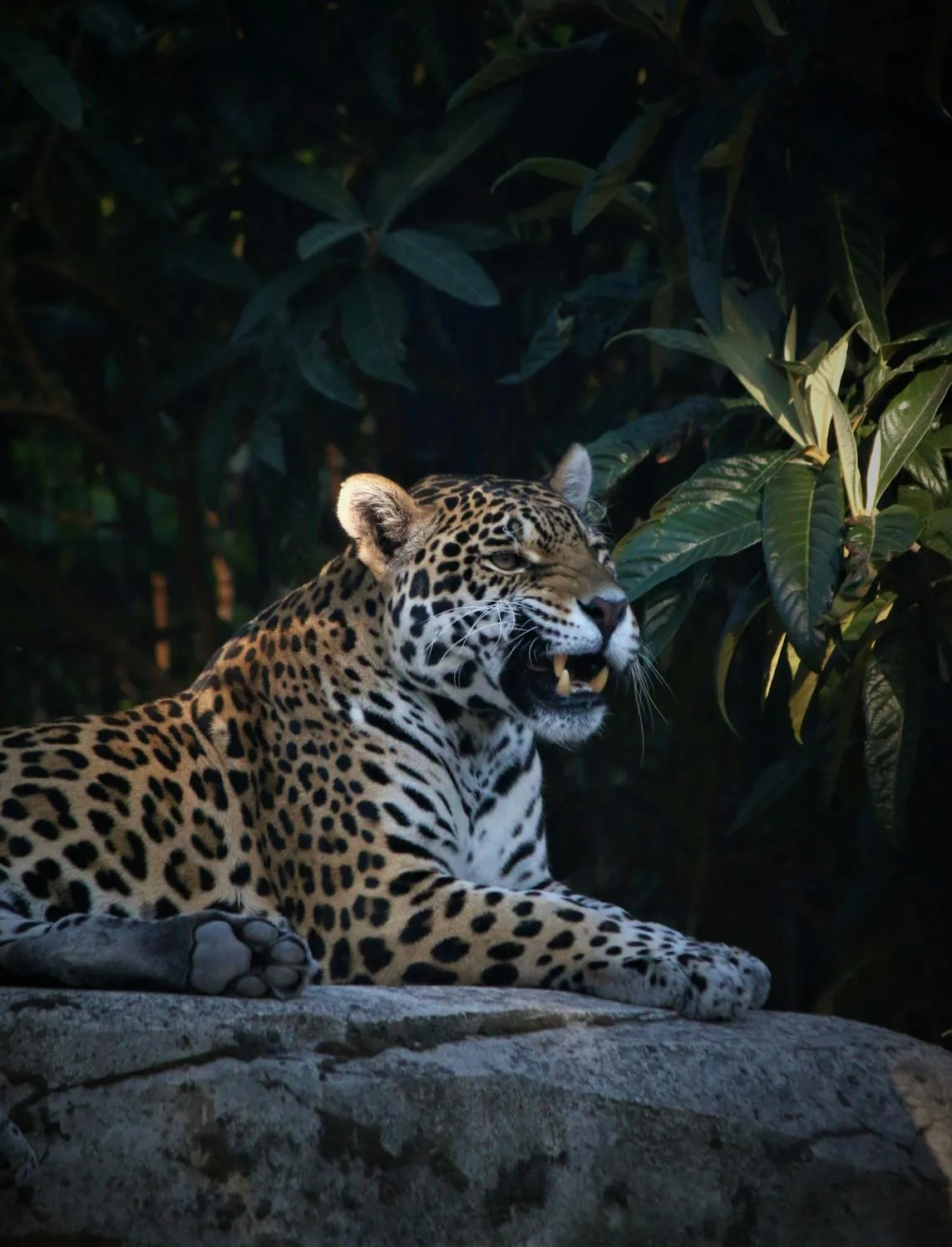 Leopard Lying on Rock Under Tree Shade Free Wallpaper