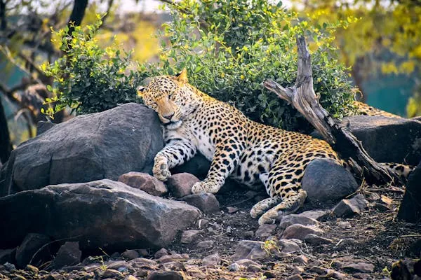 Leopard Lying Sleeping on Rocks Under Filtered Sunlight