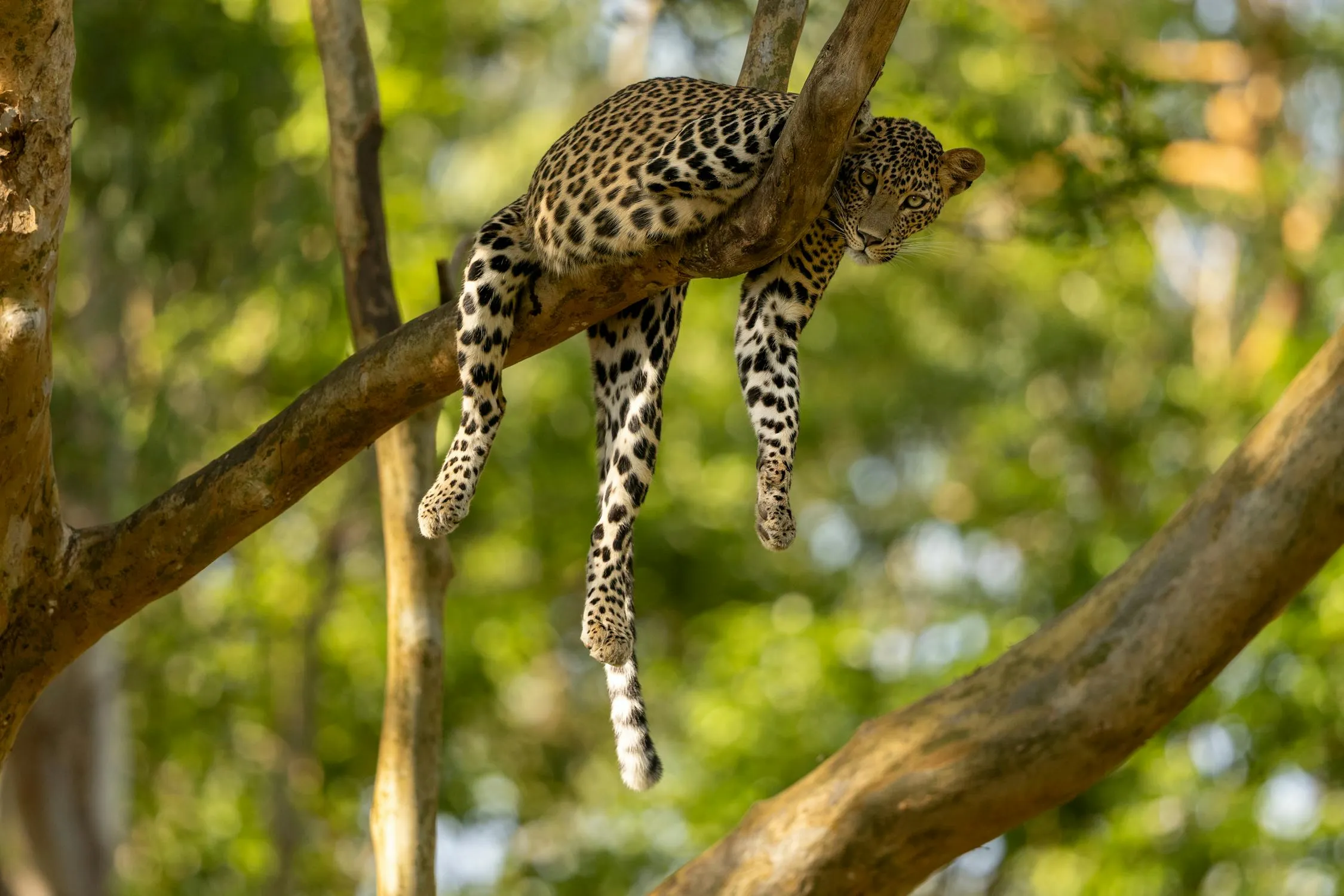 Leopard Lying on Tree Branch in Sunlight Natural Habitat