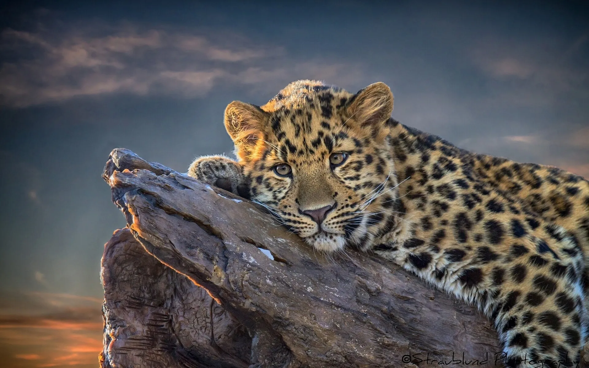 Leopard Lying on the Wood with Cute Face Expression