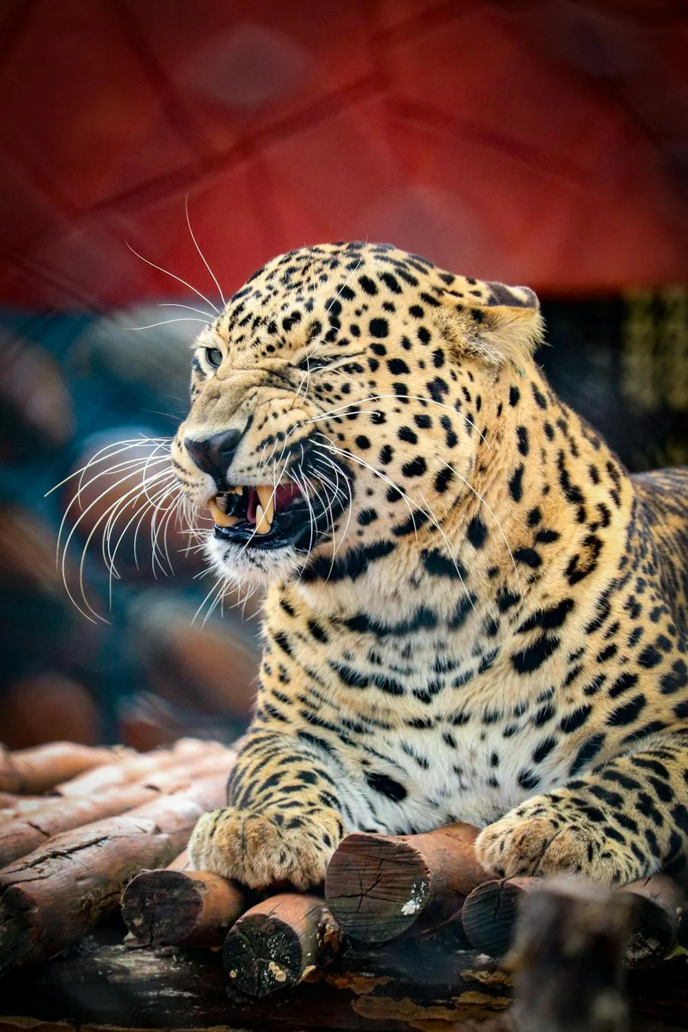 Leopard Lying on Wood in Warm Sunlight with Angry Face