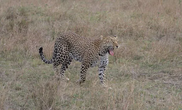 Leopard Moving Continuously Across Open Land and Yawning