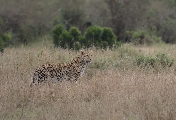 Leopard Moving Slowly Through Dry Grass Wildlife Wallpaper