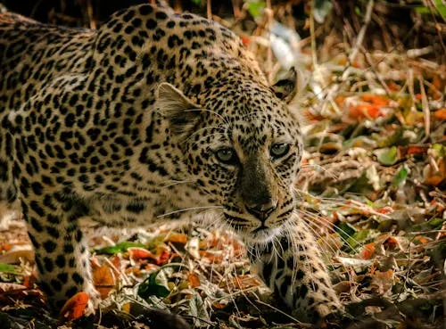 Leopard Moving Slowly Through Leaves and Twigs HD Wallpaper