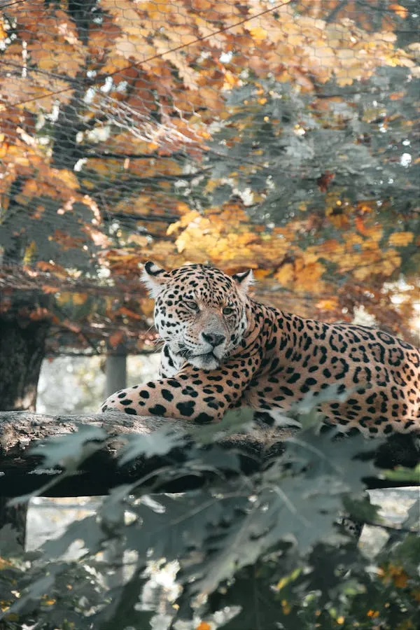Leopard Peacefully Resting Among Autumn Leaves and Shadows