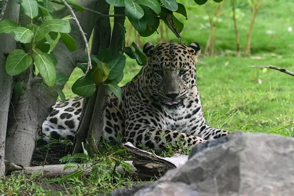 Leopard Peeking from Behind Tree Natural Wild Habitat