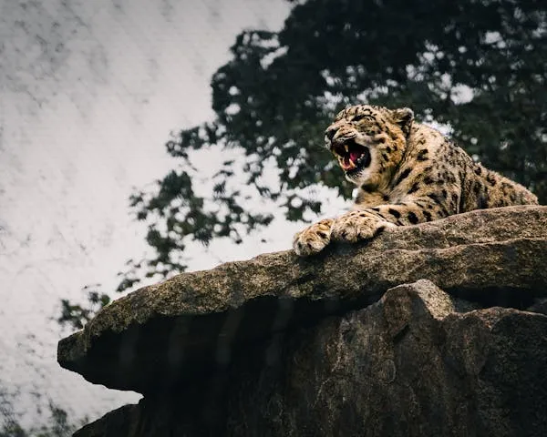 Leopard Perched High on Rock Looking Out at the Forest