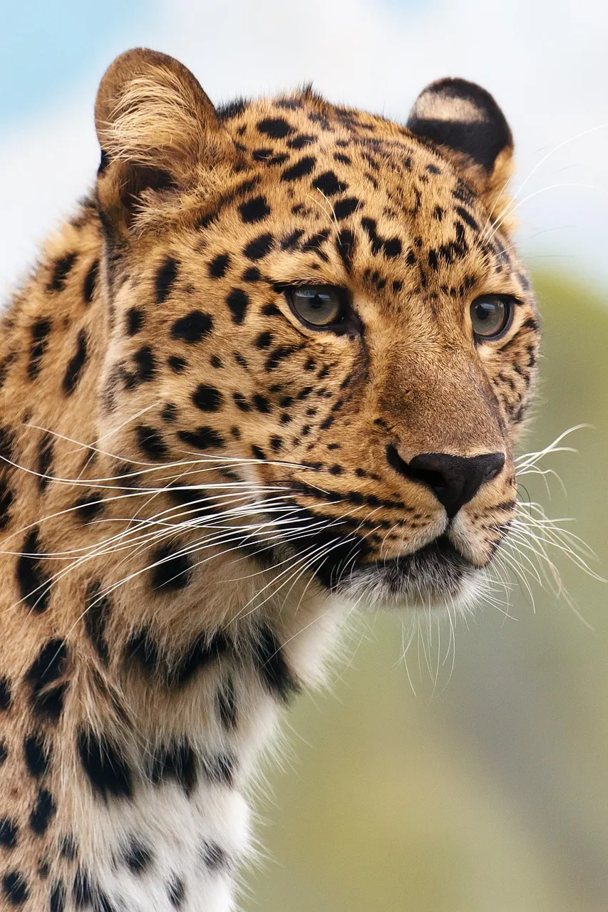 Leopard Portrait Close Up of Majestic Big Cat in the Wild