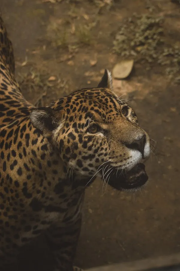 Leopard Portrait in Warm Low Light with Deep Focus Wallpaper