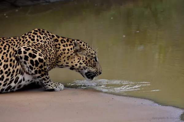 Leopard Quietly Drinking Water from Natural Pond Wallpaper
