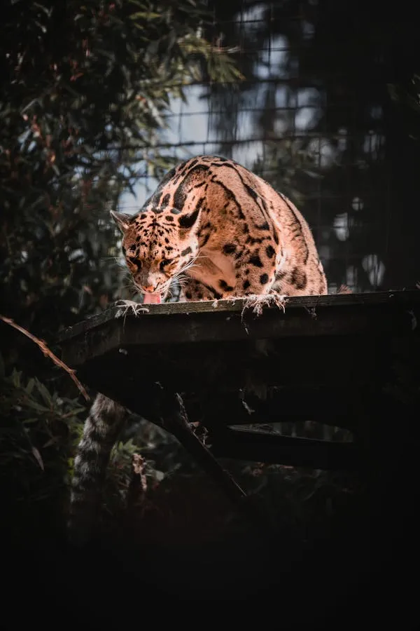 Leopard Quietly Resting Alone in Dark Peaceful Forest