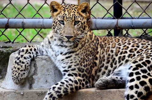 Leopard Relaxing Beside Metal Fence in Safe Enclosure