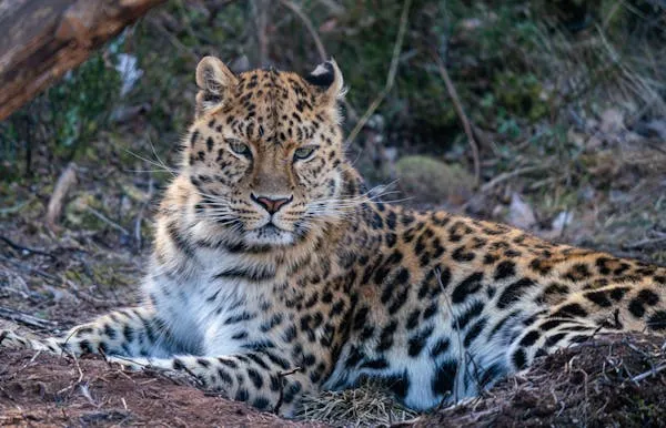 Leopard Relaxing on Dirt Ground in Natural Habitat Wallpaper