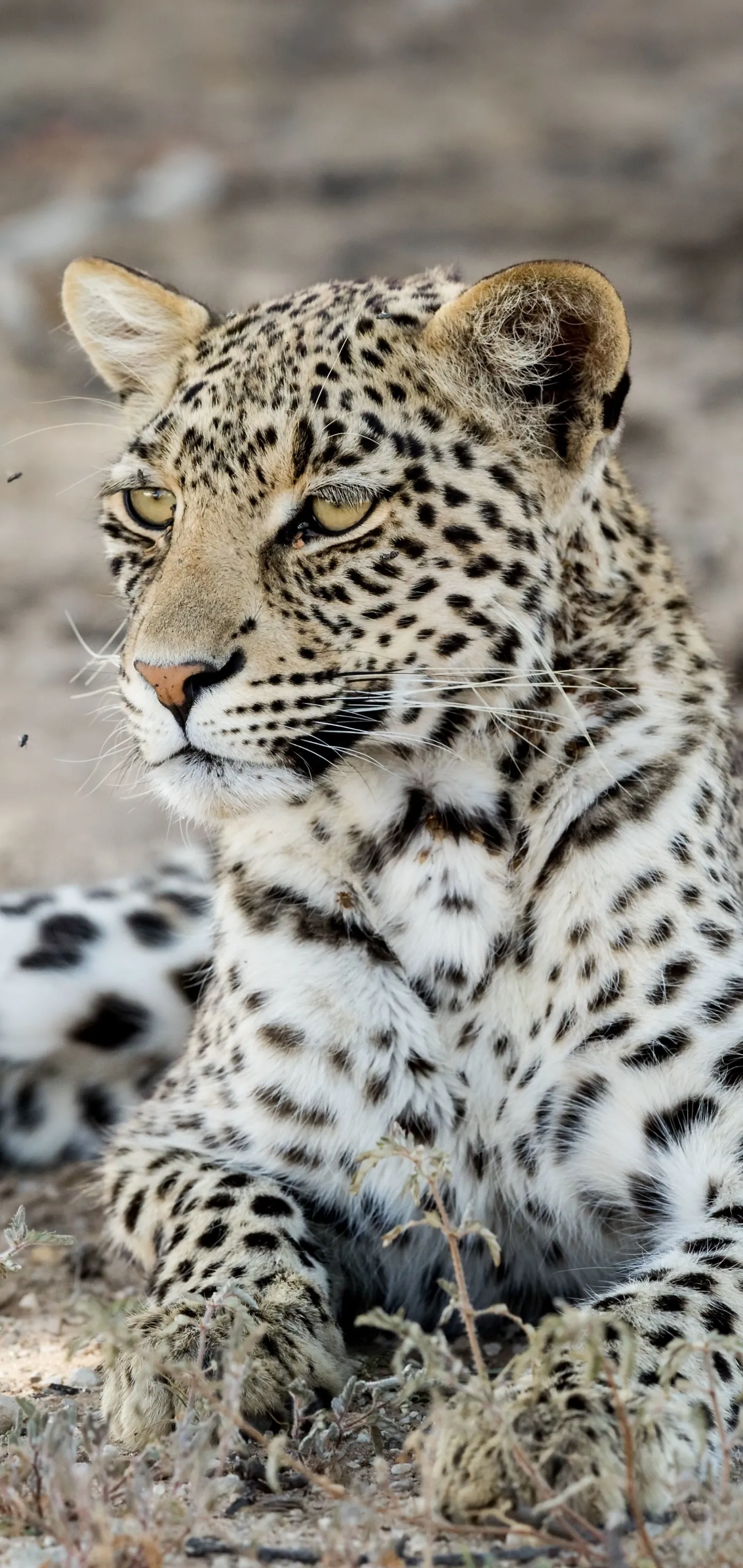 Leopard Relaxing in the Forest Free Mobile Wallpaper