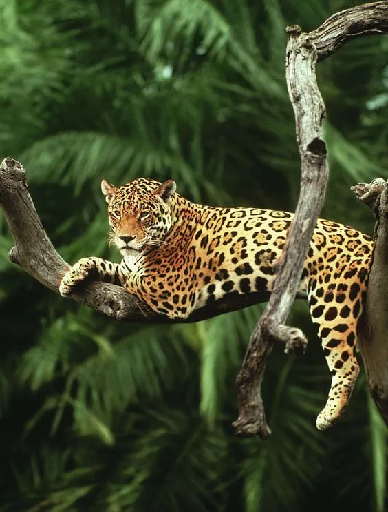 Leopard Relaxing in Jungle Tree Above Forest Portrait Image