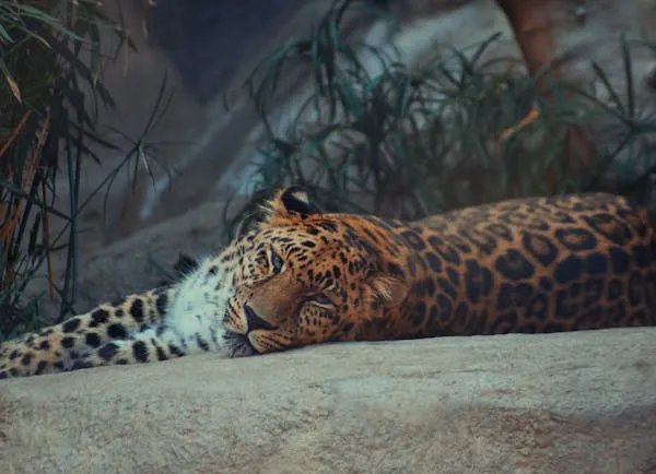 Leopard Relaxing Silently on Rock Surface HD Wallpaper