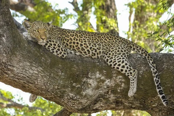 Leopard Relaxing on Tree Branch and Looking Casually