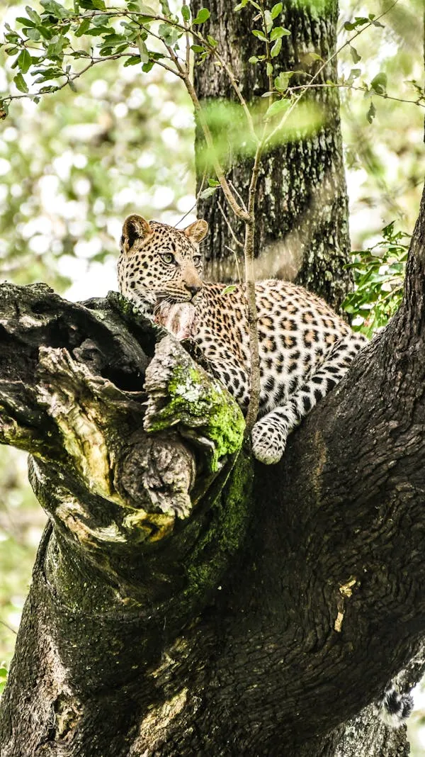 Leopard Relaxing on Tree Branch with Peaceful Mind Wallpaper
