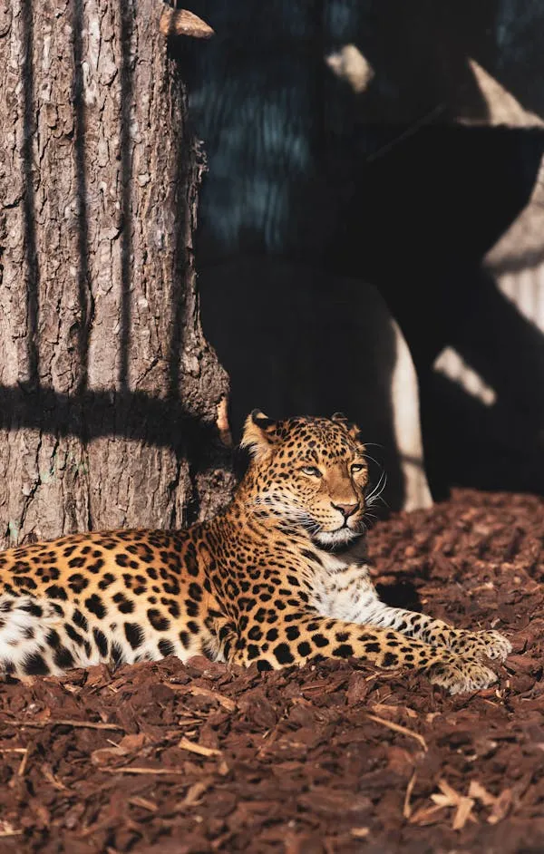 Leopard Resting Beside Shaded Tree Stump Free HD Wallpaper