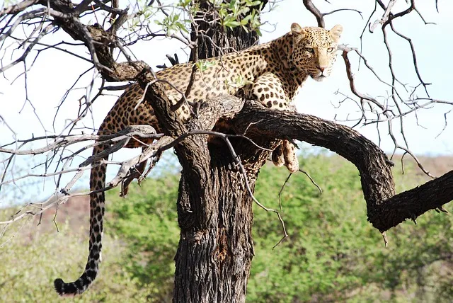 Leopard Resting on Branch with Long Tail Hanging Down