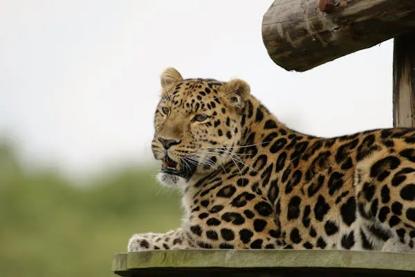 Leopard Resting Calmly on the Wood in the Wild Nature