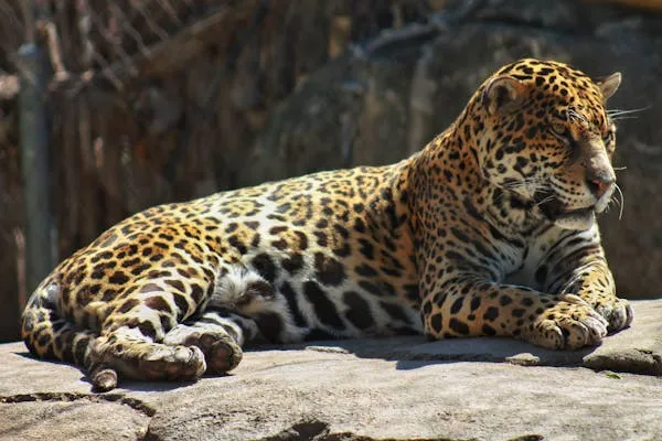 Leopard Resting Comfortably on Warm Sunlit Rocky Surface
